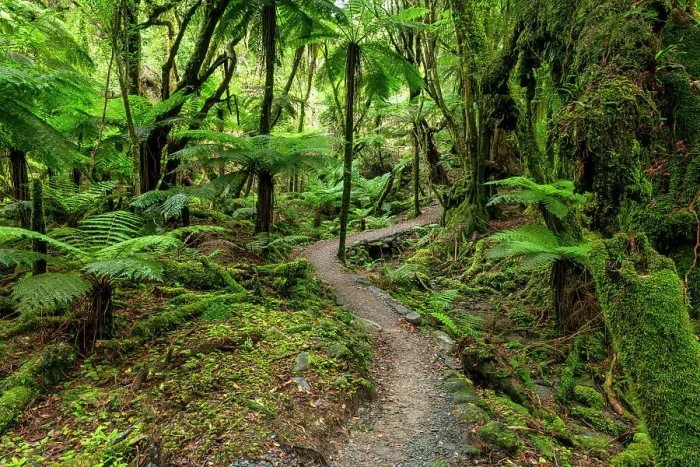 Framed Print : Path Through Westland Temperate Rain Forest, near Fox Glacier, South Island, New Zealand Framed Print : Path Through Westland Temperate Rain Forest, near Fox Glacier, South Island, New Zealand