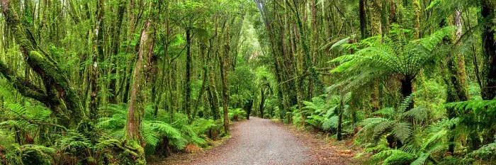 Framed Print : Path Through Westland Temperate Rain Forest, near Fox Glacier, South Island, New Zealand Framed Print : Path Through Westland Temperate Rain Forest, near Fox Glacier, South Island, New Zealand