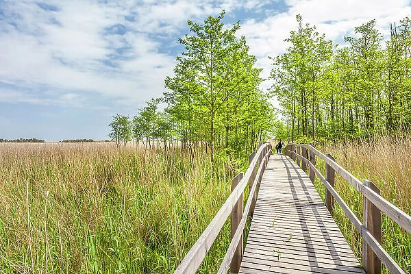 Path through wetland in the Vorpommersche Boddenlandschaft National Park, Mecklenburg-West Pomerania, Baltic Sea, Northern Germany, Germany