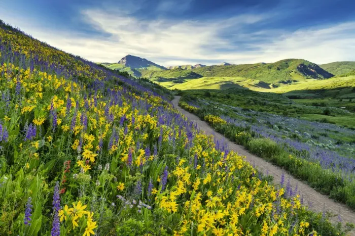 Framed Print : Path Through Wildflowers, Crested Butte, Colorado, USA Framed Print : Path Through Wildflowers, Crested Butte, Colorado, USA