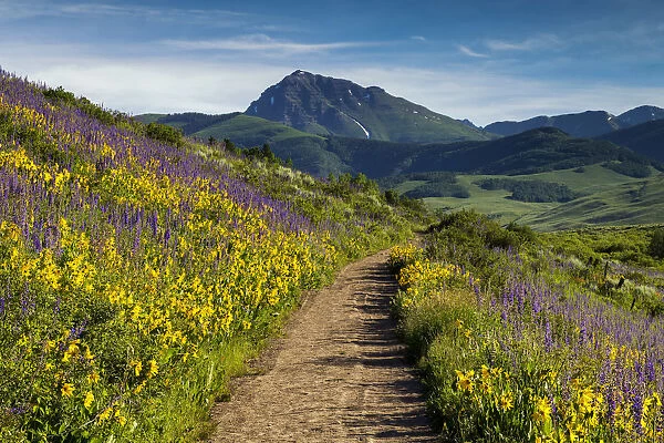 Path Through Wildflowers, Crested Butte, Colorado, USA