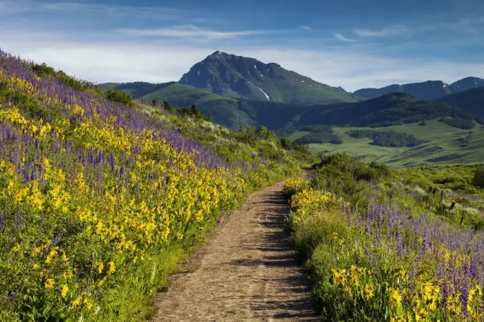 Framed Print : Path Through Wildflowers, Crested Butte, Colorado, USA Framed Print : Path Through Wildflowers, Crested Butte, Colorado, USA
