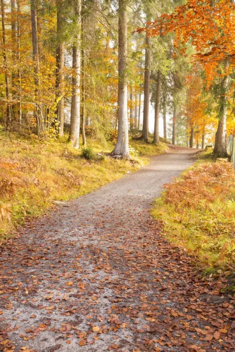 Framed Print : Pathway in the forest during autumn. Flims, Switzerland, Europe Framed Print : Pathway in the forest during autumn. Flims, Switzerland, Europe