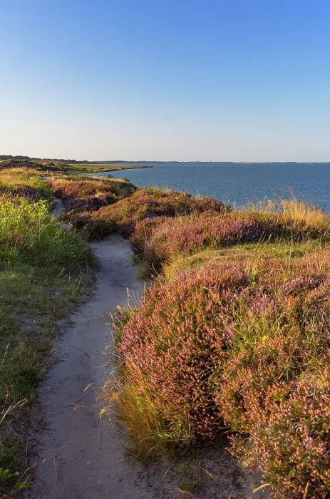 Framed Print : Pathway through heather, Braderup, Sylt, Schleswig Holstein, Germany Framed Print : Pathway through heather, Braderup, Sylt, Schleswig Holstein, Germany
