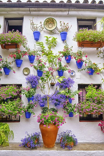 Patio (courtyard) full of flowers and freshness of the Asociacion de Amigos de los Patios Cordobeses, San Basilio district. A UNESCO Intangible Cultural Heritage of Humanity. Cordoba, Andalucia. Spain