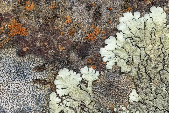 Framed Print : Pattern of lichen on rock, La Palma, Canary Islands, Spain Framed Print : Pattern of lichen on rock, La Palma, Canary Islands, Spain