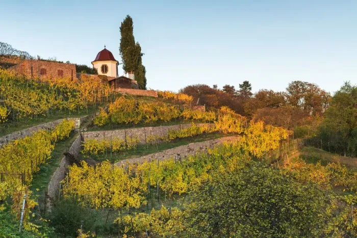 Framed Print : Pavilion at vineyard in autumn, , Radebeul, Elbe valley, saxon wine route, Radebeul