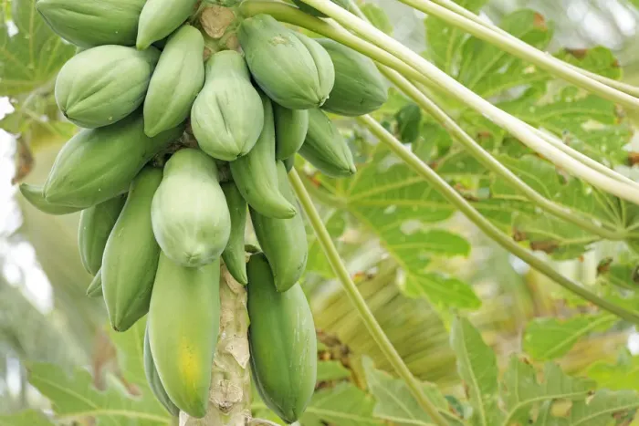 Framed Print : Pawpaw or Papaya (Carica papaya), Wayaseva island, Yasawa Island Group, Fiji, South Framed Print : Pawpaw or Papaya (Carica papaya), Wayaseva island, Yasawa Island Group, Fiji, South