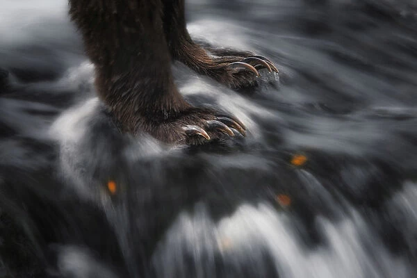 Paws of a brown bear (ursus arctos horribilis) fishing for salmon at the Brooks Falls