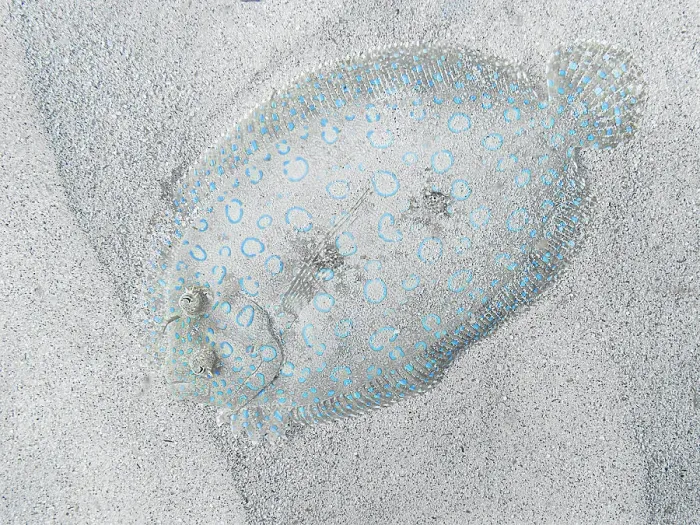 Framed Print : Peacock Flounder (Bothus lunatus), Grand Cayman, Cayman Islands, British West Indies