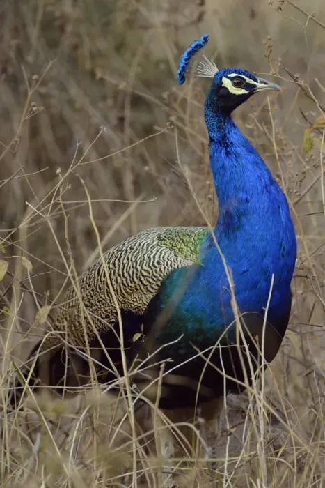 Framed Print : Peacock, Ranthambore National Park, Rajasthan, India, Asia Framed Print : Peacock, Ranthambore National Park, Rajasthan, India, Asia
