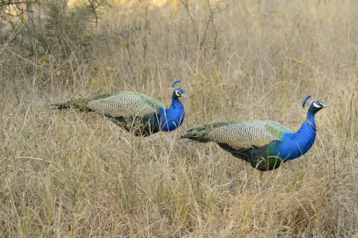 Framed Print : Peacock, Ranthambore National Park, Rajasthan, India, Asia Framed Print : Peacock, Ranthambore National Park, Rajasthan, India, Asia