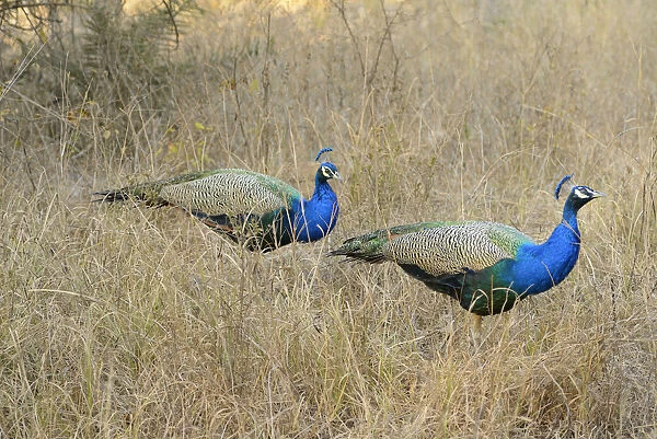 Peacock, Ranthambore National Park, Rajasthan, India, Asia