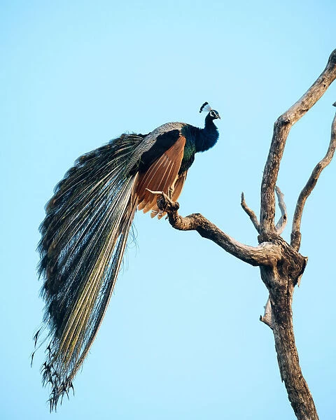 Peacock, Uda Walawe National Park, Uva Province, Sri Lanka, Asia