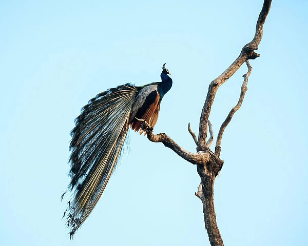 Peacock, Uda Walawe National Park, Uva Province, Sri Lanka, Asia