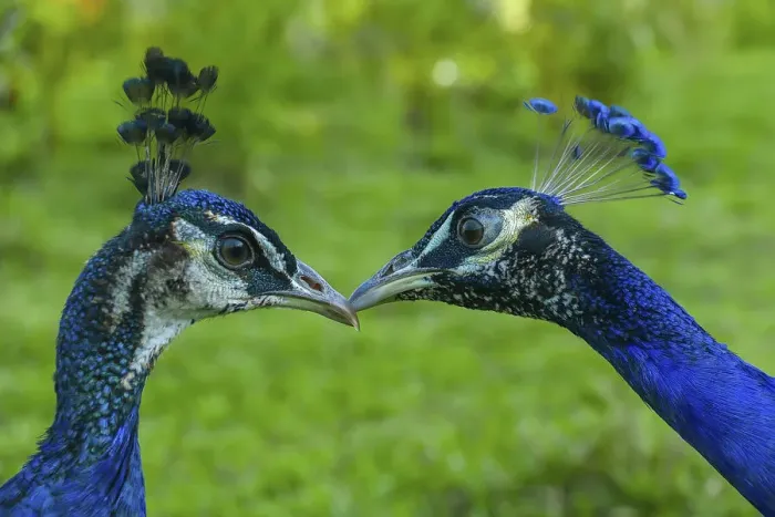 Framed Print : Peafowl in sarafi park, Gazipur, Bangladesh Framed Print : Peafowl in sarafi park, Gazipur, Bangladesh
