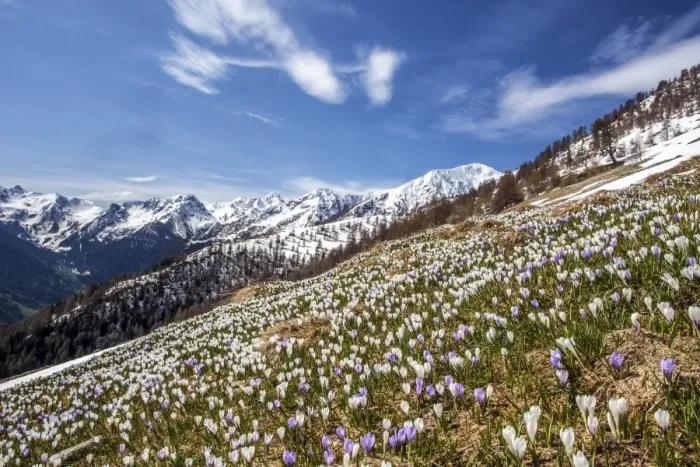 Framed Print : While the peaks of Gerola valley in the background are still snow capped the first Framed Print : While the peaks of Gerola valley in the background are still snow capped the first