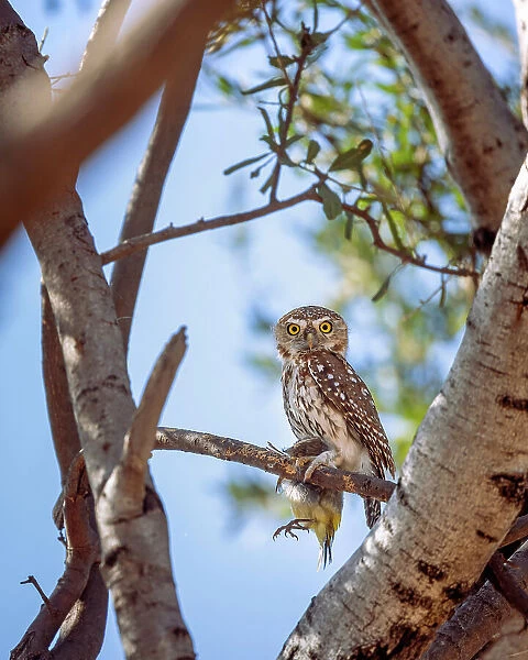 Pearl Spotted Owl, Chobe River, Botswana