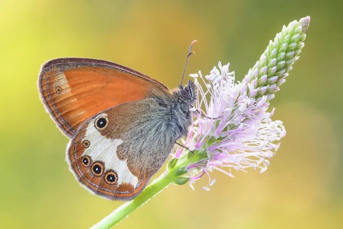 Framed Print : Pearly heath (Coenonympha arcania), Monte Barro Natural Park, Lecco province, Lombardy, Italy Framed Print : Pearly heath (Coenonympha arcania), Monte Barro Natural Park, Lecco province, Lombardy, Italy
