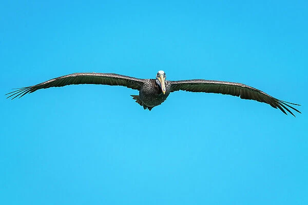 Pelican flying against clear blue sky, Caleta Portales, Valparaiso, Valparaiso Province, Valparaiso Region, Chile
