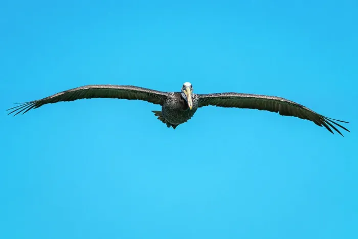 Framed Print : Pelican flying against clear blue sky, Caleta Portales, Valparaiso, Valparaiso Province, Valparaiso Region, Chile Framed Print : Pelican flying against clear blue sky, Caleta Portales, Valparaiso, Valparaiso Province, Valparaiso Region, Chile