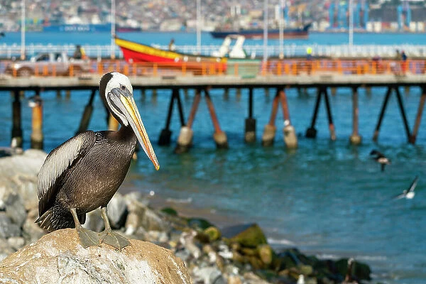 Pelican perching on rock at beach, Caleta Portales, Valparaiso, Valparaiso Province, Valparaiso Region, Chile