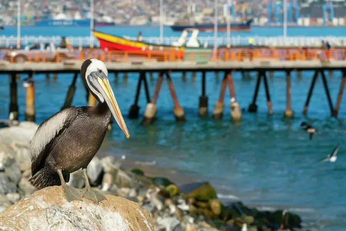 Framed Print : Pelican perching on rock at beach, Caleta Portales, Valparaiso, Valparaiso Province, Valparaiso Region, Chile Framed Print : Pelican perching on rock at beach, Caleta Portales, Valparaiso, Valparaiso Province, Valparaiso Region, Chile