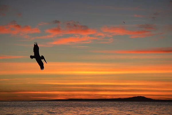 Pelican at sunrise, Sea of Cortez, La Ventanaz, Baja California, Mexico