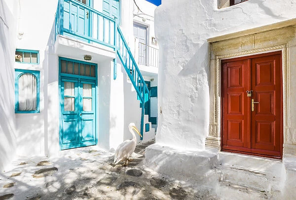 Pelican wandering streets of Chora (Mykonos Town), Mykonos, Cyclades Islands, Greece