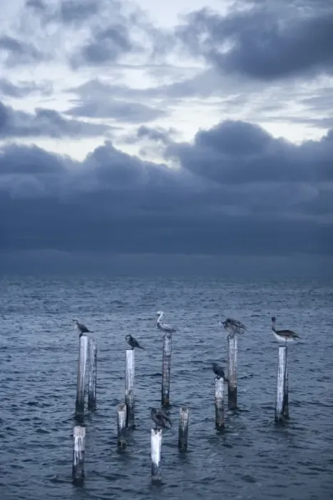 Framed Print : Pelicans, Caye Caulker, Belize Framed Print : Pelicans, Caye Caulker, Belize