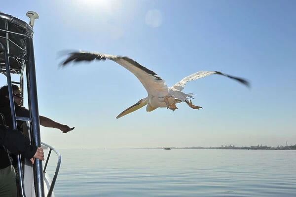 Pelicans in flight and tour boat, Harbor Cruise, Walvis Bay, Namibia, Africa