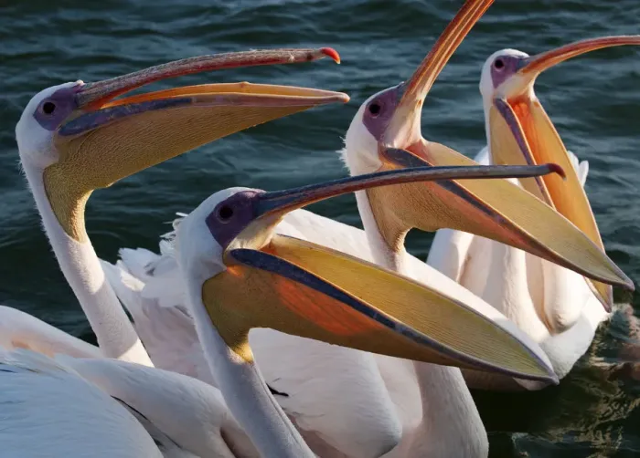 Framed Print : Pelicans, Namibia, Africa Framed Print : Pelicans, Namibia, Africa