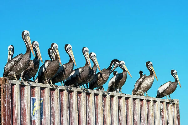 Pelicans perching on roof against clear blue sky, Caleta Portales, Valparaiso, Valparaiso Province, Valparaiso Region, Chile