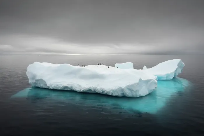 Framed Print : Penguins on a floating ice berg, Antarctica Framed Print : Penguins on a floating ice berg, Antarctica
