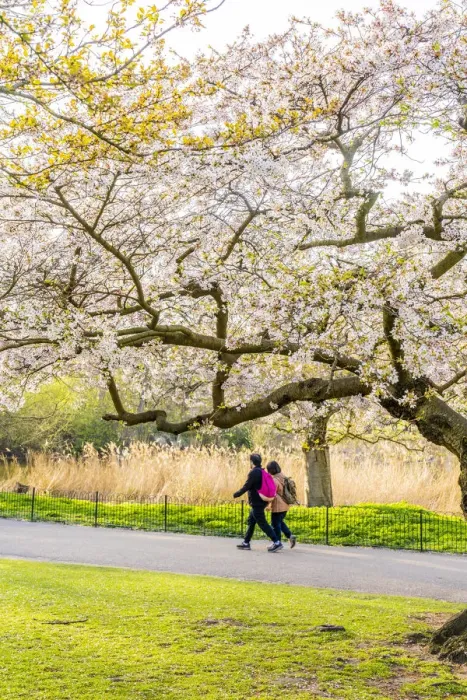 Framed Print : People walking under a cherry blossom tree in St James Park, London, England, Uk