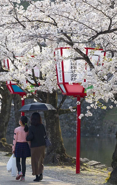 People walking past cherry blossom and moat at Hikone Castle, Hikone, Kansai, Japan