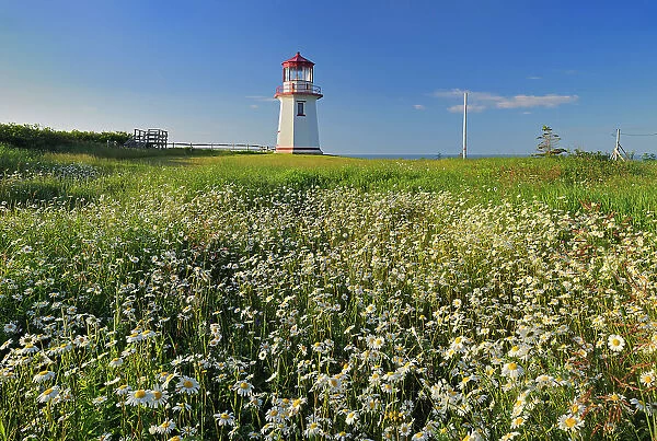 Perce Lighthouse and daisies Perce, Quebec, Canada