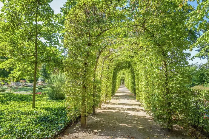 Framed Print : Pergola made of beech trees in the Kleiner Tannenwald park in Bad Homburg, Taunus, Hesse, Germany