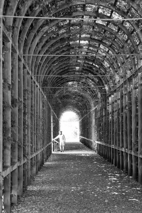 Framed Print : Pergola in the Privy Garden, Hampton Court Palace, London, England Framed Print : Pergola in the Privy Garden, Hampton Court Palace, London, England