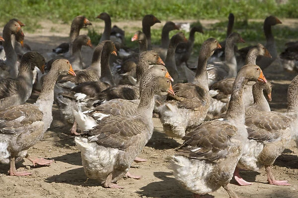 Perigord geese, Dordogne, Aquitaine, France