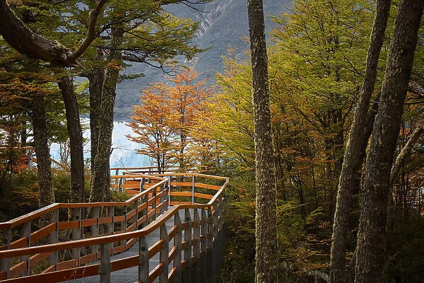 The Perito Moreno boardwalk surrounded by a forest of lengas in autumn, Los Glaciares National Park, El Calafate, Argentina