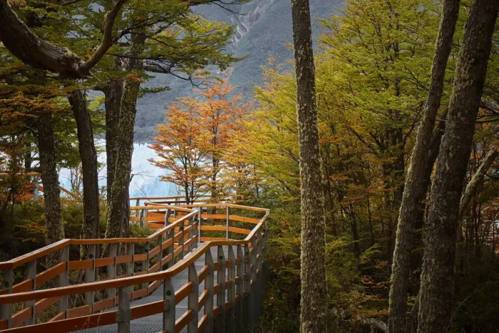 Framed Print : The Perito Moreno boardwalk surrounded by a forest of lengas in autumn, Los Glaciares National Park, El Calafate, Argentina Framed Print : The Perito Moreno boardwalk surrounded by a forest of lengas in autumn, Los Glaciares National Park, El Calafate, Argentina