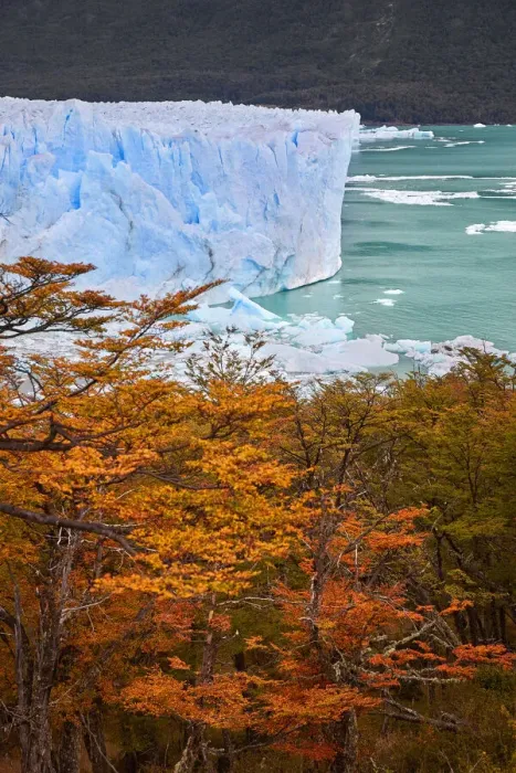 Framed Print : The Perito Moreno Glacier in autumn, with lengas trees in the foreground, Los Glaciares National Park, El Calafate, Argentina
