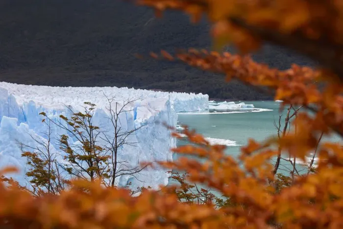 Framed Print : The Perito Moreno Glacier framed by red Lengas trees in autumn, Los Glaciares National Park, El Calafate, Argentina Framed Print : The Perito Moreno Glacier framed by red Lengas trees in autumn, Los Glaciares National Park, El Calafate, Argentina