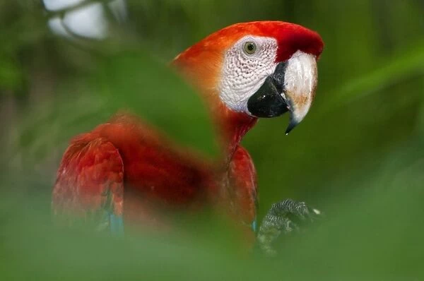 Peru. A brilliant Scarlet macaw in the tropical forest of the Amazon Basin