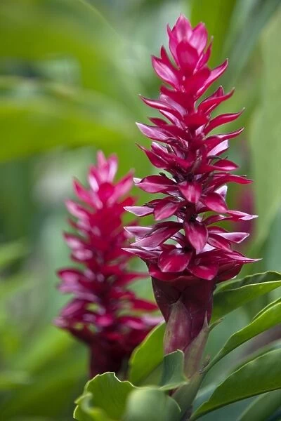 Peru. Colourful Red Ginger in the gardens of Inkaterra Reserva Amazonica Lodge on the banks of the Madre de
