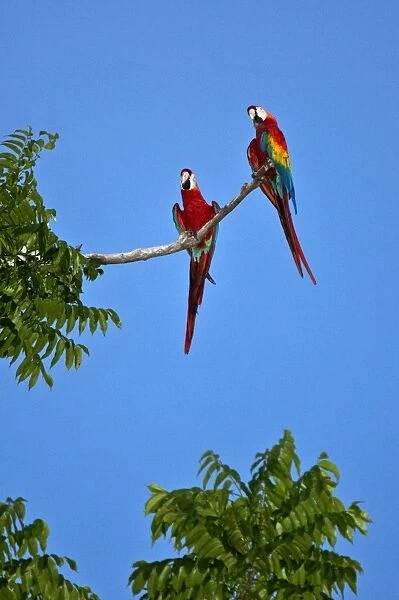 Peru. Colourful Scarlet macaws perch high above the canopy of the forest near the banks of the Madre de