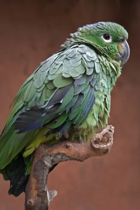 Framed Print : Peru. A green parrot of the genus Amazona Framed Print : Peru. A green parrot of the genus Amazona