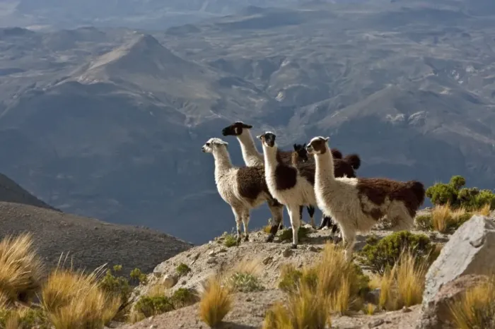Framed Print : Peru, Llamas in the bleak altiplano of the high Andes near Colca Canyon