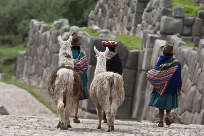 Framed Print : Peru, Native Indian women lead their llamas past the ruins of Saqsaywaman Framed Print : Peru, Native Indian women lead their llamas past the ruins of Saqsaywaman